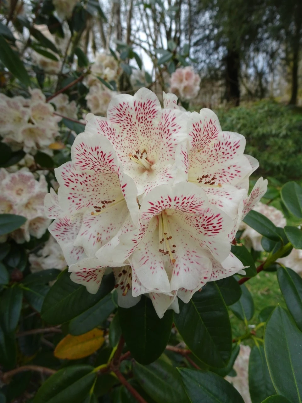 'Hille'